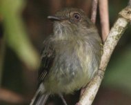 Acre Tody-Tyrant (Hemitriccus cohnhafti), endemic.