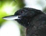 Black Bushbird