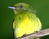 Golden-crowned Manakin (endemic and Vulnerable in IUCN Red List)