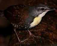 Rusty-belted Tapaculo