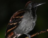 Wing-banded Antbird male