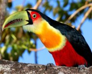 Red-breasted Toucan 
