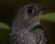 Mouse-colored Tapaculo (Scytalopus speluncae) from Caraça (previously considered as Rock Tapaculo)