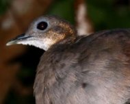 Solitary Tinamou roosting (Near Threatened in IUCN Red List)