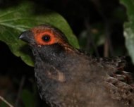 Spot-winged Wood-quail (plumbeicollis race)