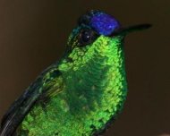 Violet-capped Woodnymph male