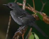 Slender Antbird male (endemic and Endangered in IUCN Red List)