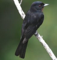 Velvety Black-Tyrant female (endemic)