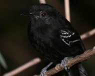 Bananal Antbird male, endemic and restricted to Araguaia-Tocantins basin.