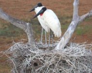 Jabiru Storks at nest