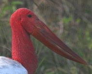 This aberrant Jabiru has only been seen once in the Pantanal. This bird was spotted during a tour in 2009.