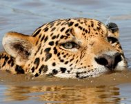 Jaguar male swimming