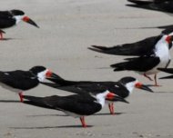 Black Skimmer flock