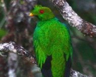 Crested Quetzal 