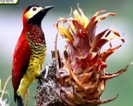 Crimson-mantled Woodpecker 