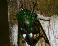 Cicada from Orellana genus.