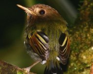 Fork-tailed Tody-Tyrant