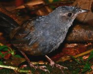 Slaty Bristlefront (endemic and Near Threatened in IUCN Red List)