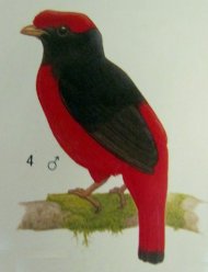 Black-necked+Red-Cotinga