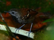 Gray-bellied Antbird (Orinoco-Negro White-sand Forest Endemic Bird Area)