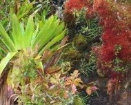 Bromeliads and mosses