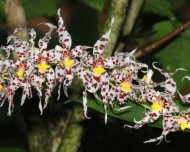 Orchid Glorious Odontoglossum (Odontoglossum gloriosum)