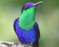 Violet-crowned Woodnymph male
