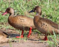 Brazilian Teals, a male (red bill) between two females