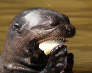 Giant Otter eating fish