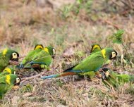 Flock of Yellow-collared Macaws
