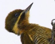 Golden-green Woodpecker female