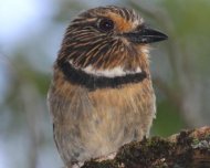 Crescent-chested Puffbird (endemic)