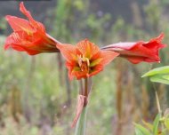 Flower from Diamantina National Park