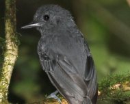 Plumbeous Antvireo male (endemic and Vulnerable in IUCN Red List)