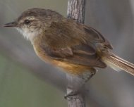 Rufous-sided Pygmy-Tyrant (Near Threatened in IUCN Red List)