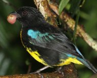 Black-and-Gold Tanager (endemic)