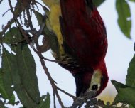 Crimson-mantled Woodpecker on fruit