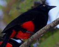 Red-bellied Grackle (endemic)