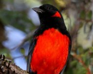 Scarlet-bellied Mountain-Tanager