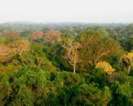 Canopy view of Amazonia Rainforest from a 42 meters observation tower near Manaus, Amazonas state.