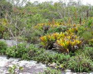 "Campo rupestre" (herbaceous-shrubby vegetation on sandstones and quartzite) in Bahia, Northeast Brazil.