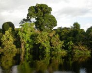 Igapó (black water inundated forest in Amazon)