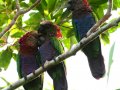 Red-fan Parrots
