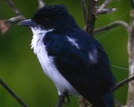 Glossy-backed Becard. Check the paper "Observations on the behavior, vocalizations and distribution of the Glossy-backed Becard (Pachyramphus surinamus), a poorly-known canopy inhabitant of Amazonian rainforests" in Andrew