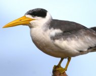 Large-billed Tern on Amazon river