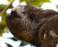 Three-toed Sloth on the move