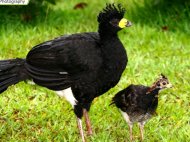 Male Bare-faced Curassow with young male chick. 