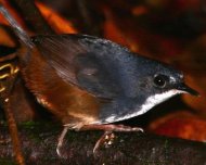 Bahia Tapaculo (endemic and Critically Endangered in IUCN Red List)