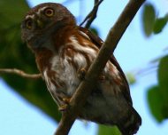 Least Pygmy-Owl, also known as Brazilian Pygmy-Owl.