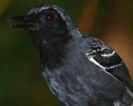 Singing male Black-faced Antbird.